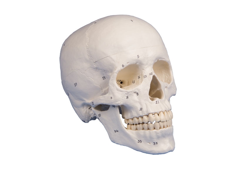 Modell menschlicher Schädel 3-teilig